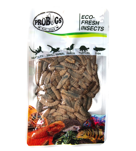 Pro Bugs Black Solider Fly Larvae