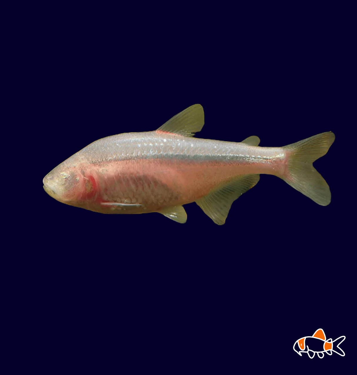 Blind Cave Tetra (Astyanax Mexicanus)