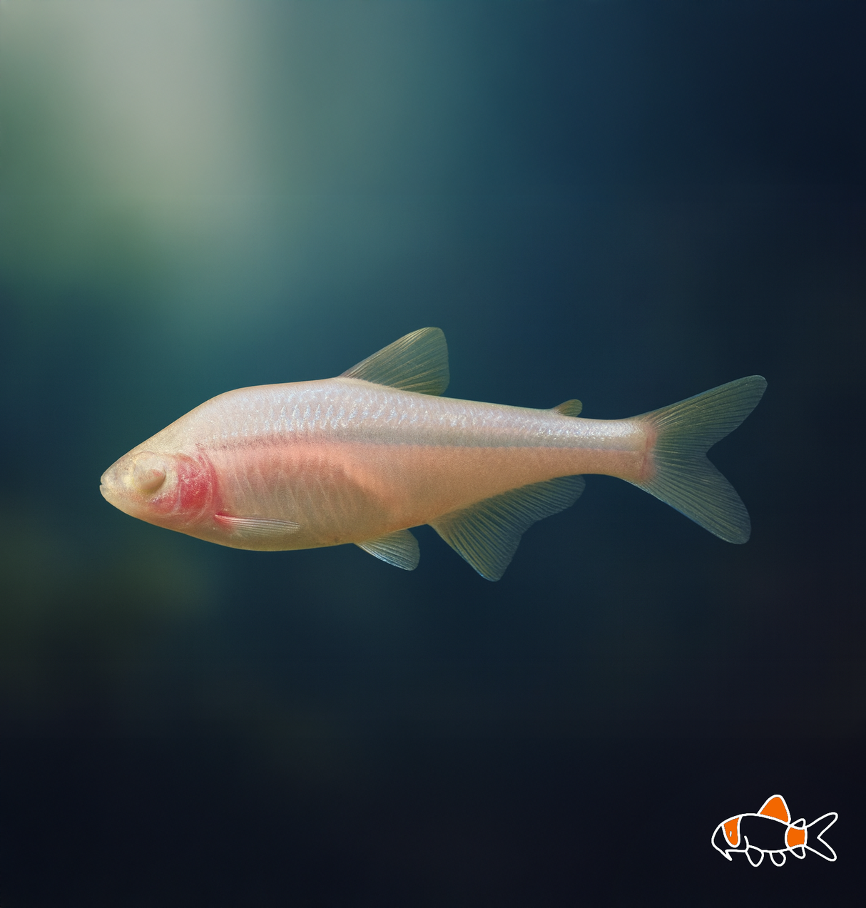 Blind Cave Tetra | Imported