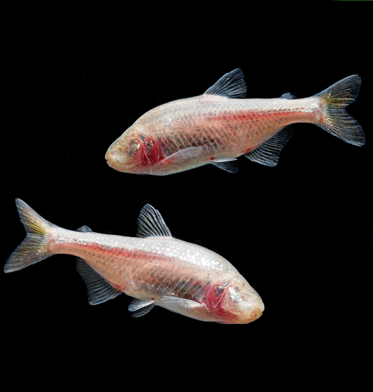 Blind Cave Tetra (Astyanax Mexicanus)