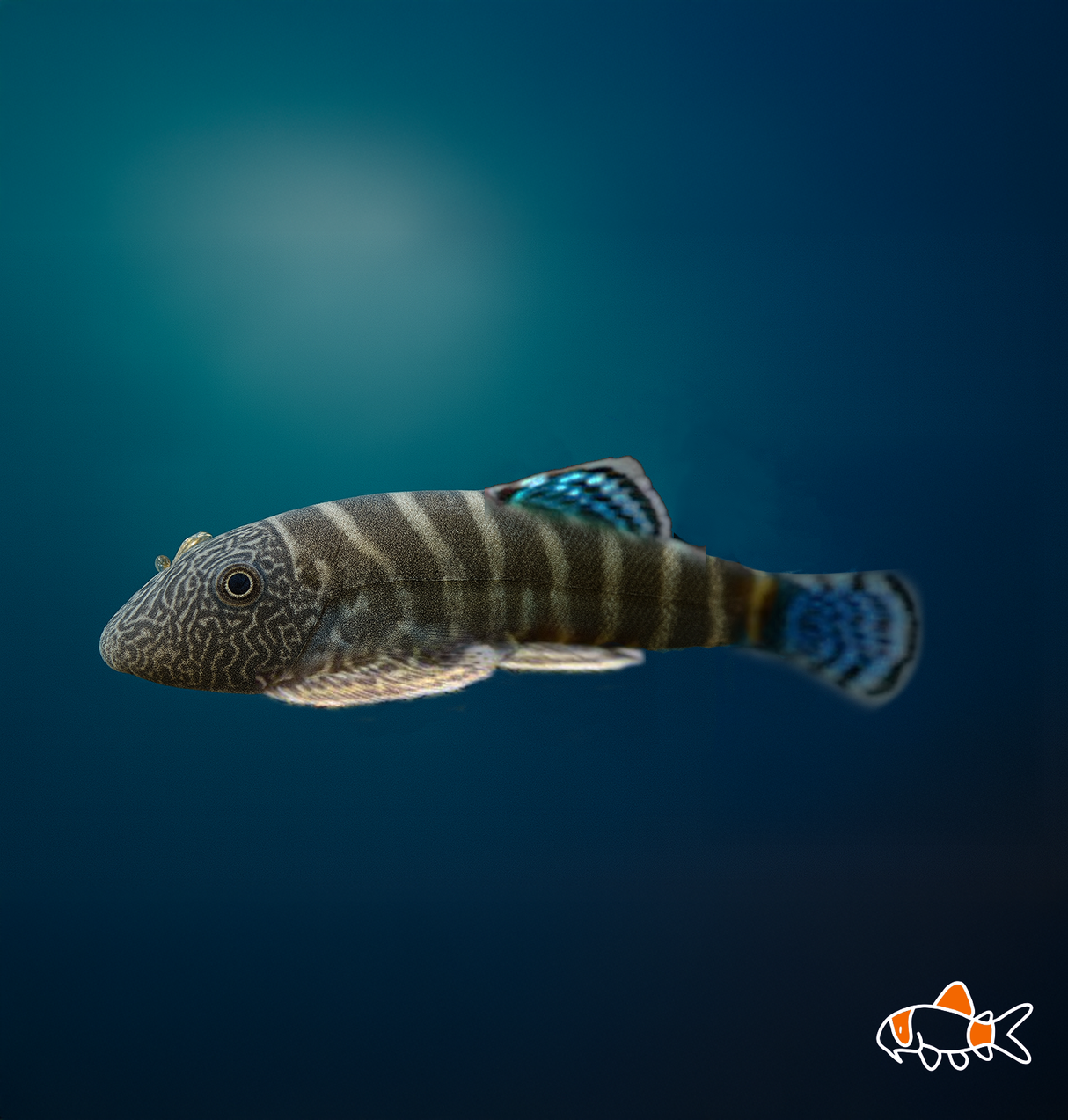 Bluetail Myers Hillstream Loach | Imported