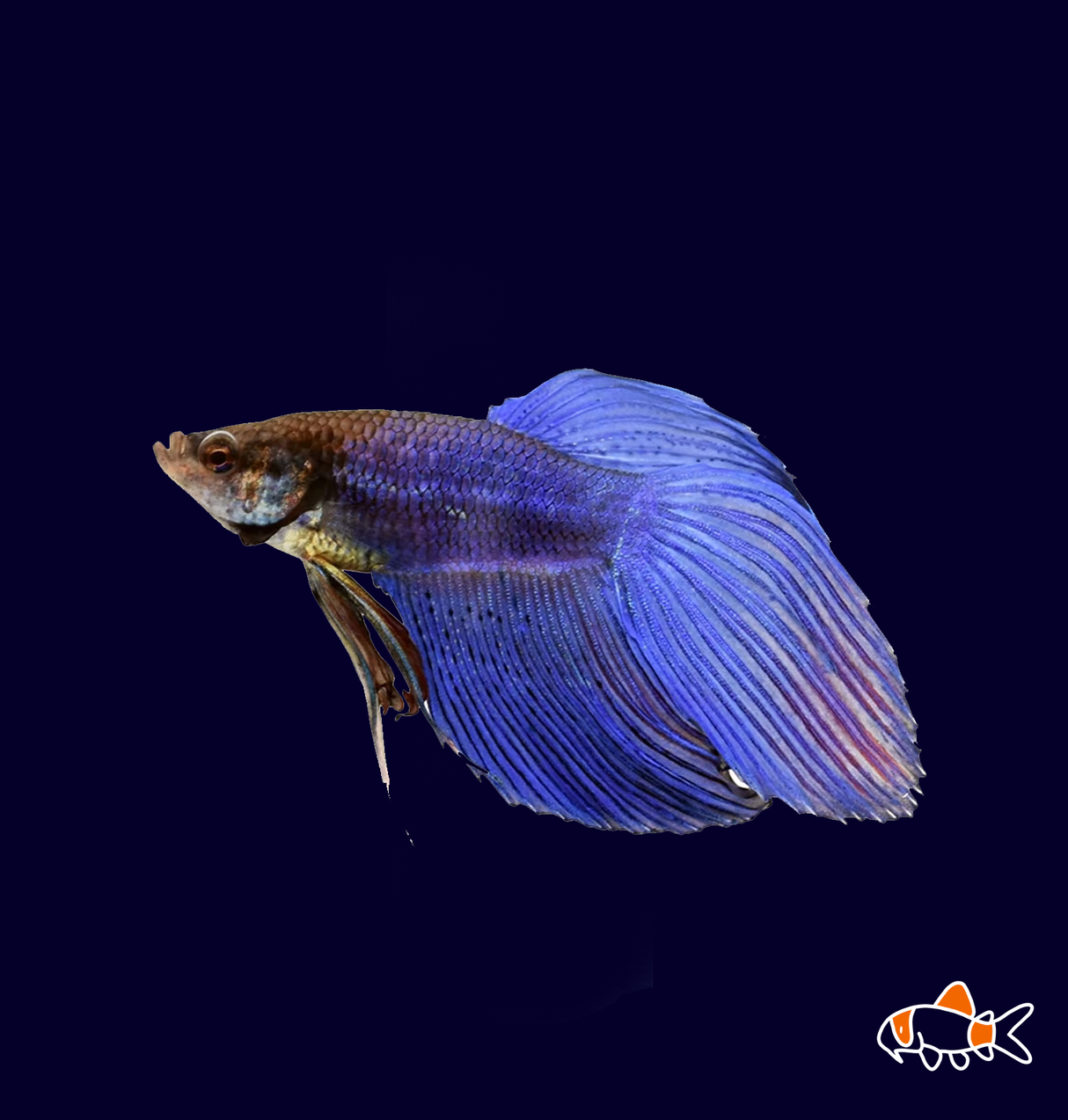 Veil Tail Male Betta - Blue (Betta splendens)