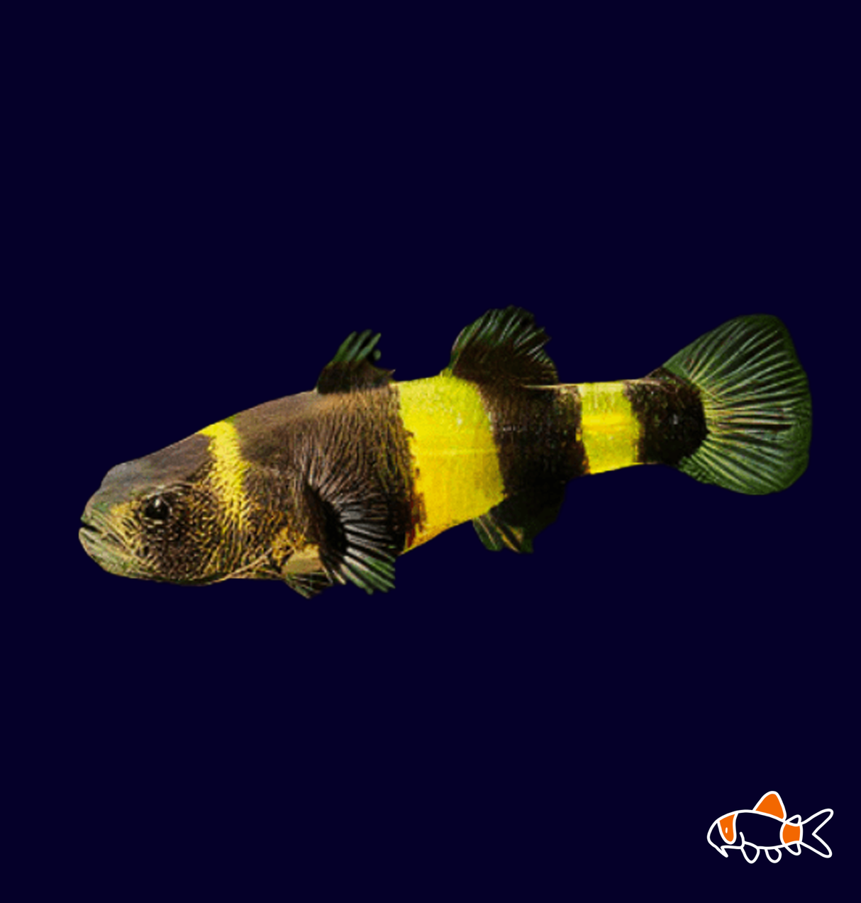Bumble Bee Goby (Brachygobius xanthozonus)