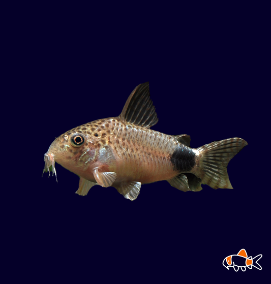 Tailspot Cory (caudimaculatus cory)