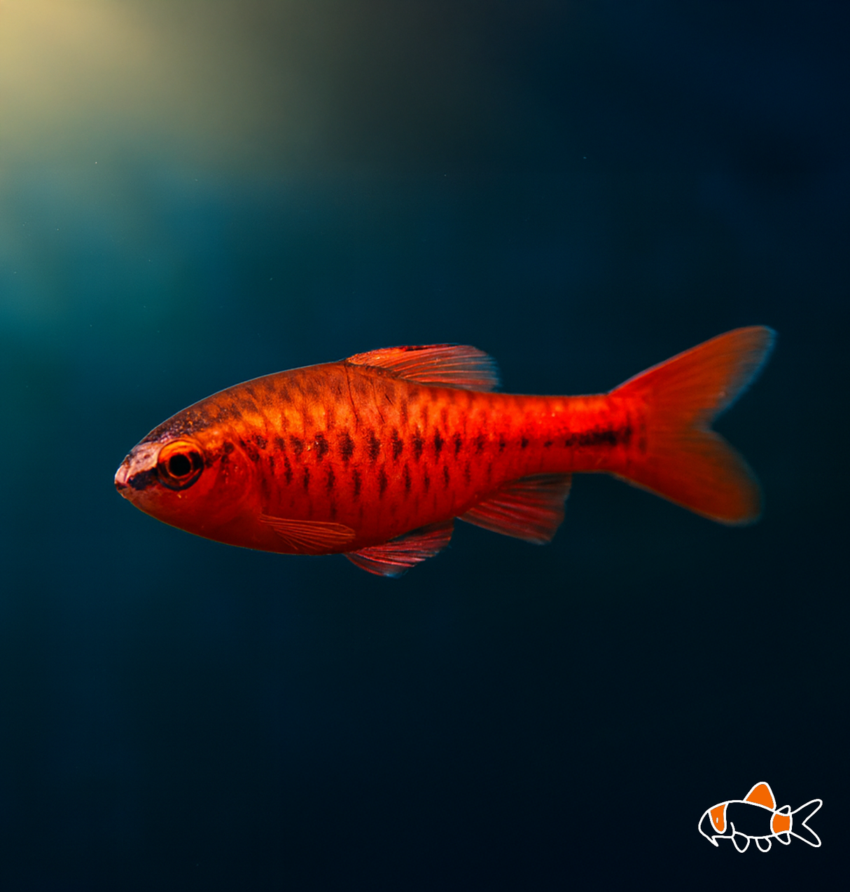 Cherry Barb | Imported