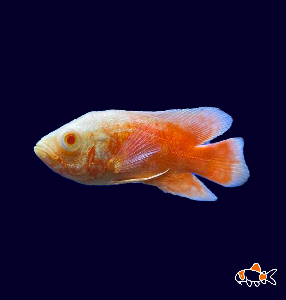 Chili Red Oscar (Astronotus ocellatus)