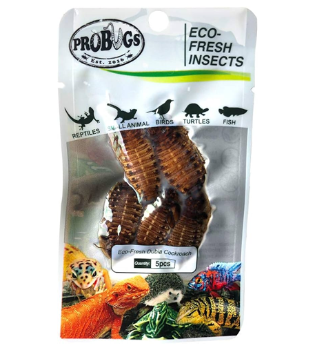 Pro Bugs Dubai Cockroach