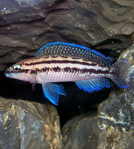 Julidochromis Dickfeldi