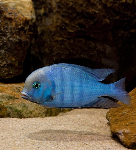 Blue Dolphin Cichlid