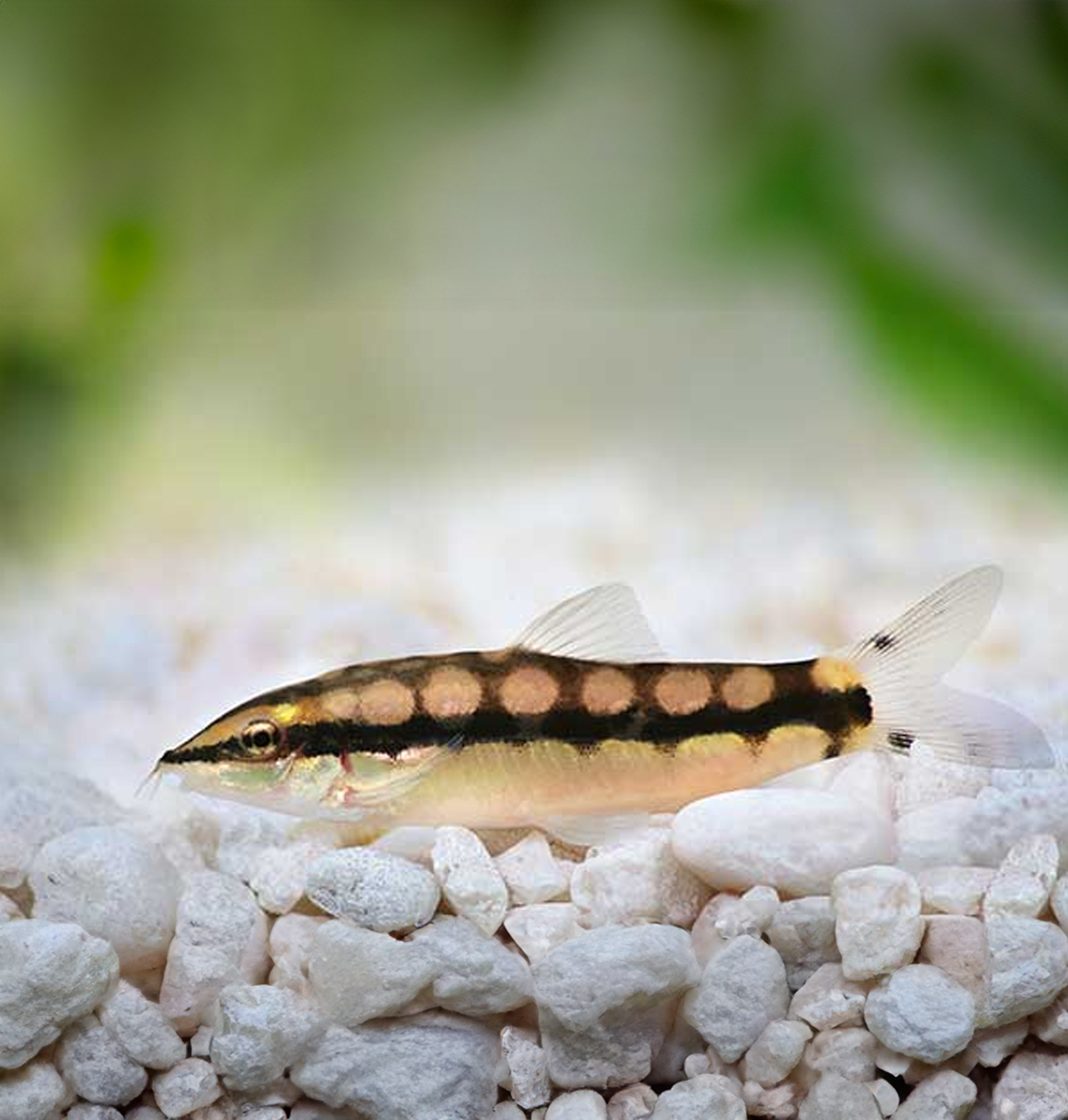 Dwarf Chain Loach (Ambastaia sidthimunki)