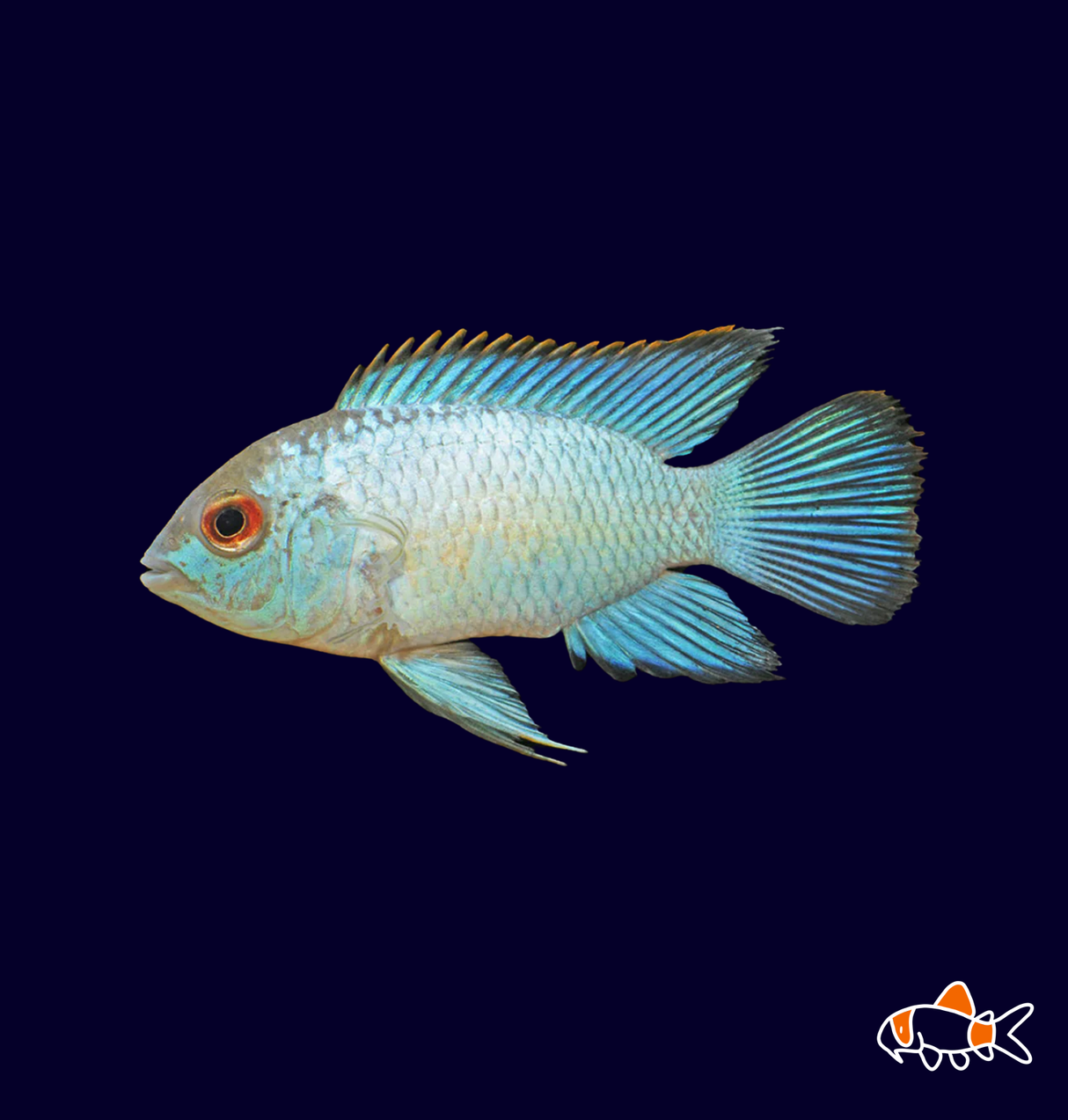 Electric Blue Acara (Andinoacara pulcher)