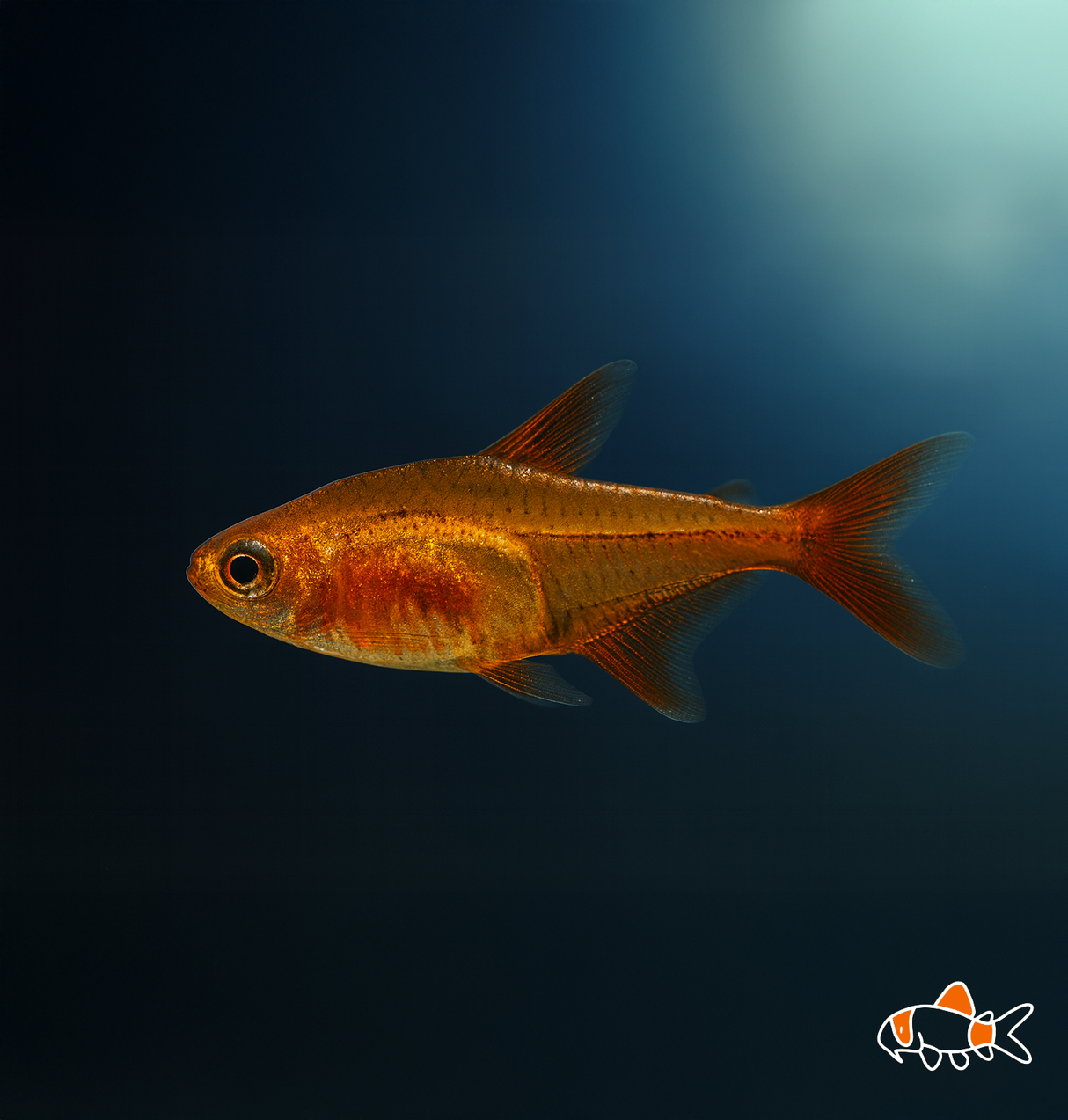 Ember Tetra | Imported