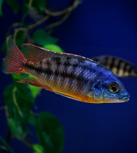 Red Empress Cichlid