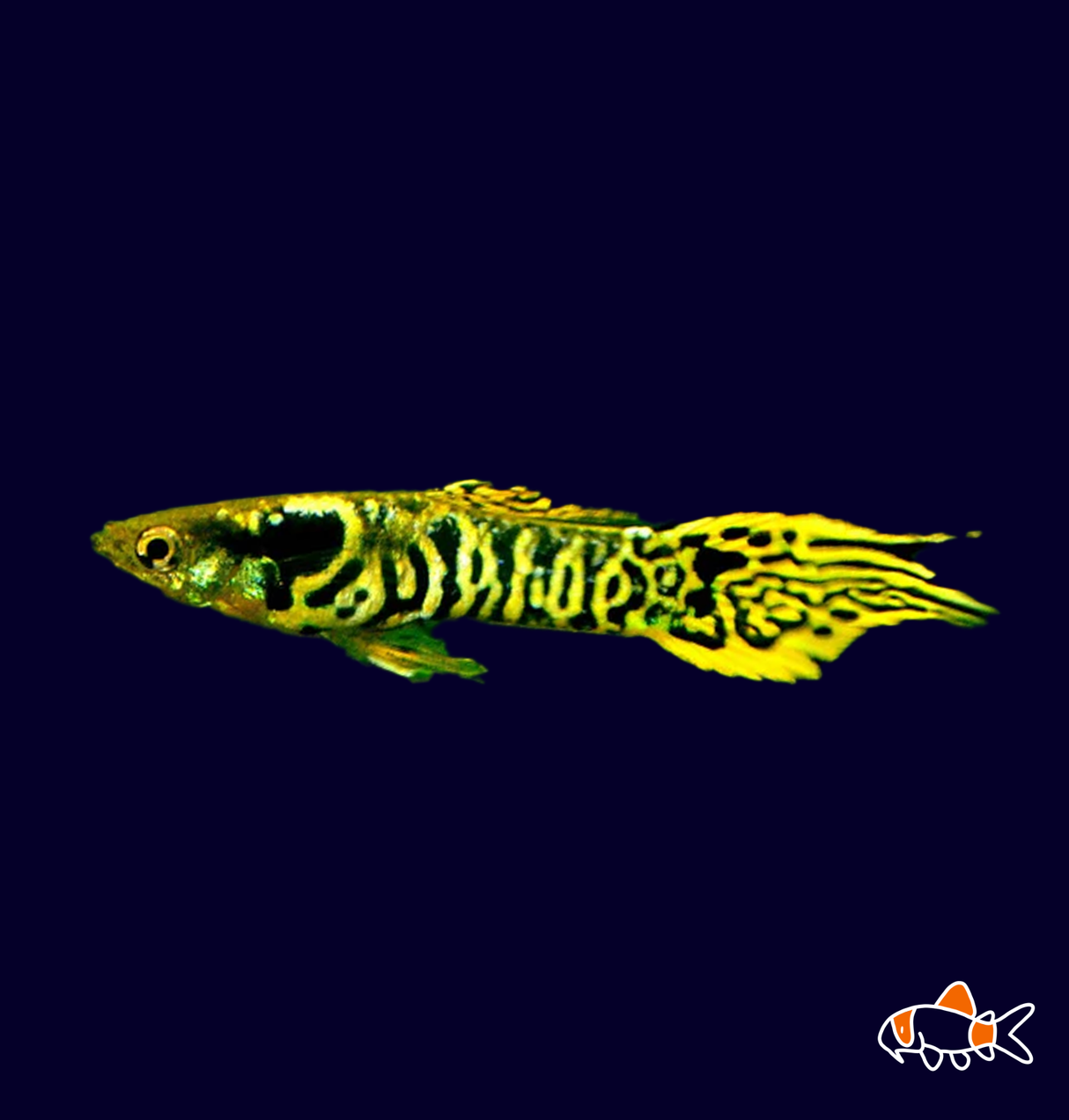 King Tiger Endler (Poecilia wingei)