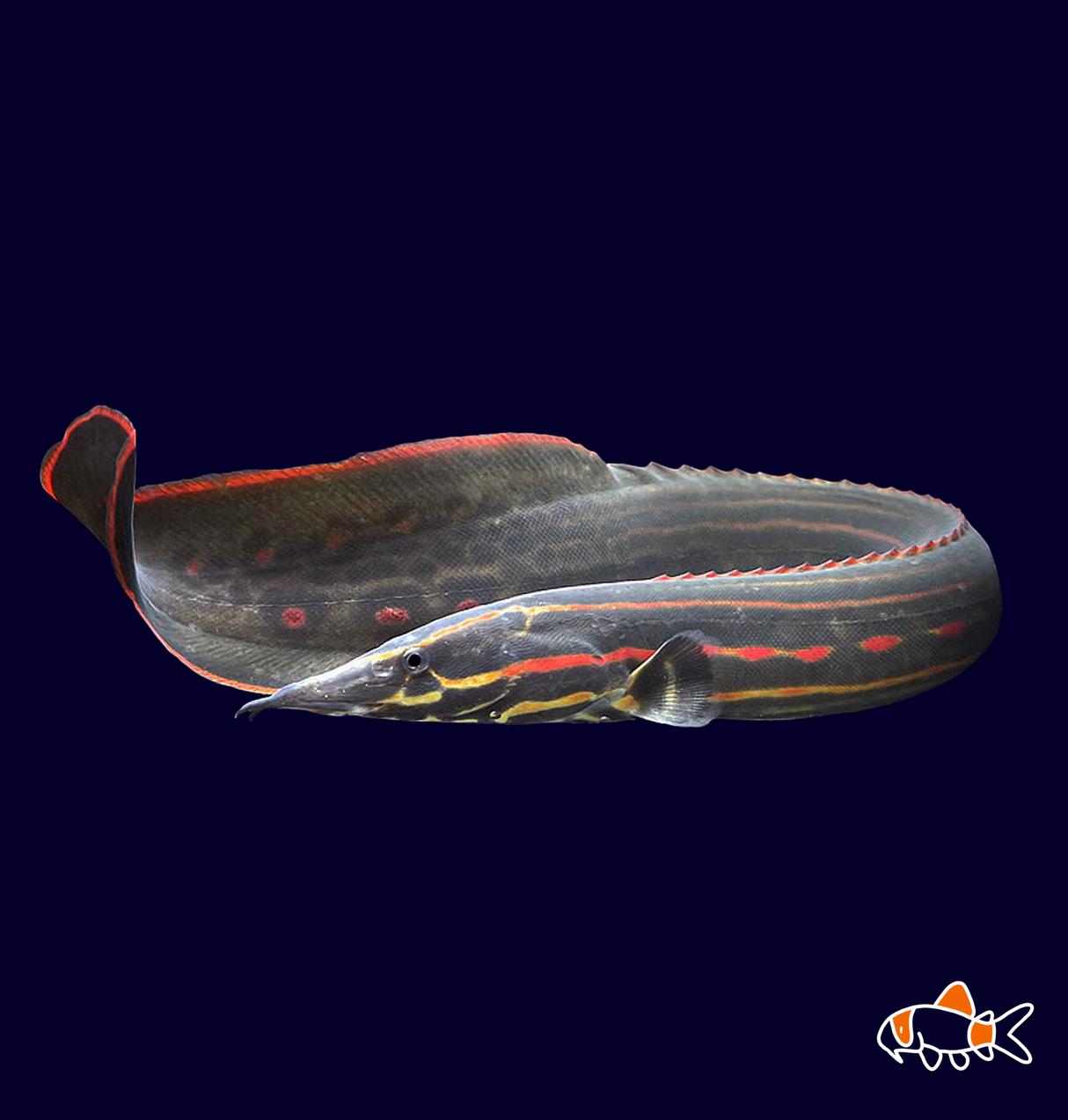 Fire Eel (Mastacembelus Erythrotaenia)