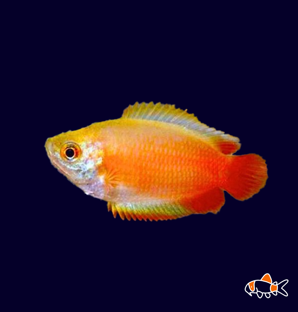 Fire Honey Dwarf Gourami (Colisa chuna) | Imported