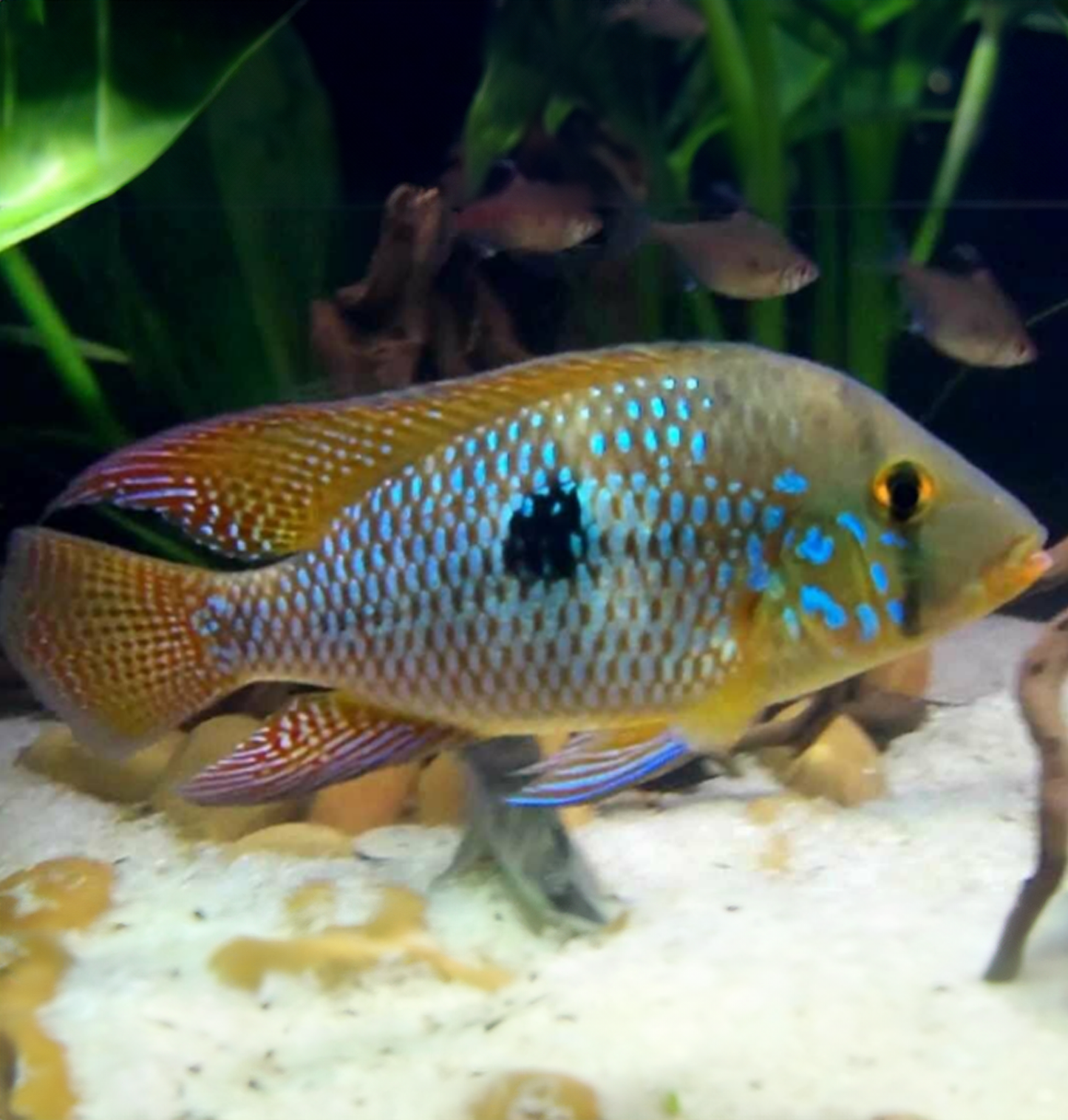 Geophagus Brasiliensis