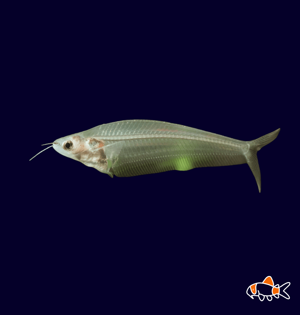 Glass Catfish (Kryptopterus bicirrhis)