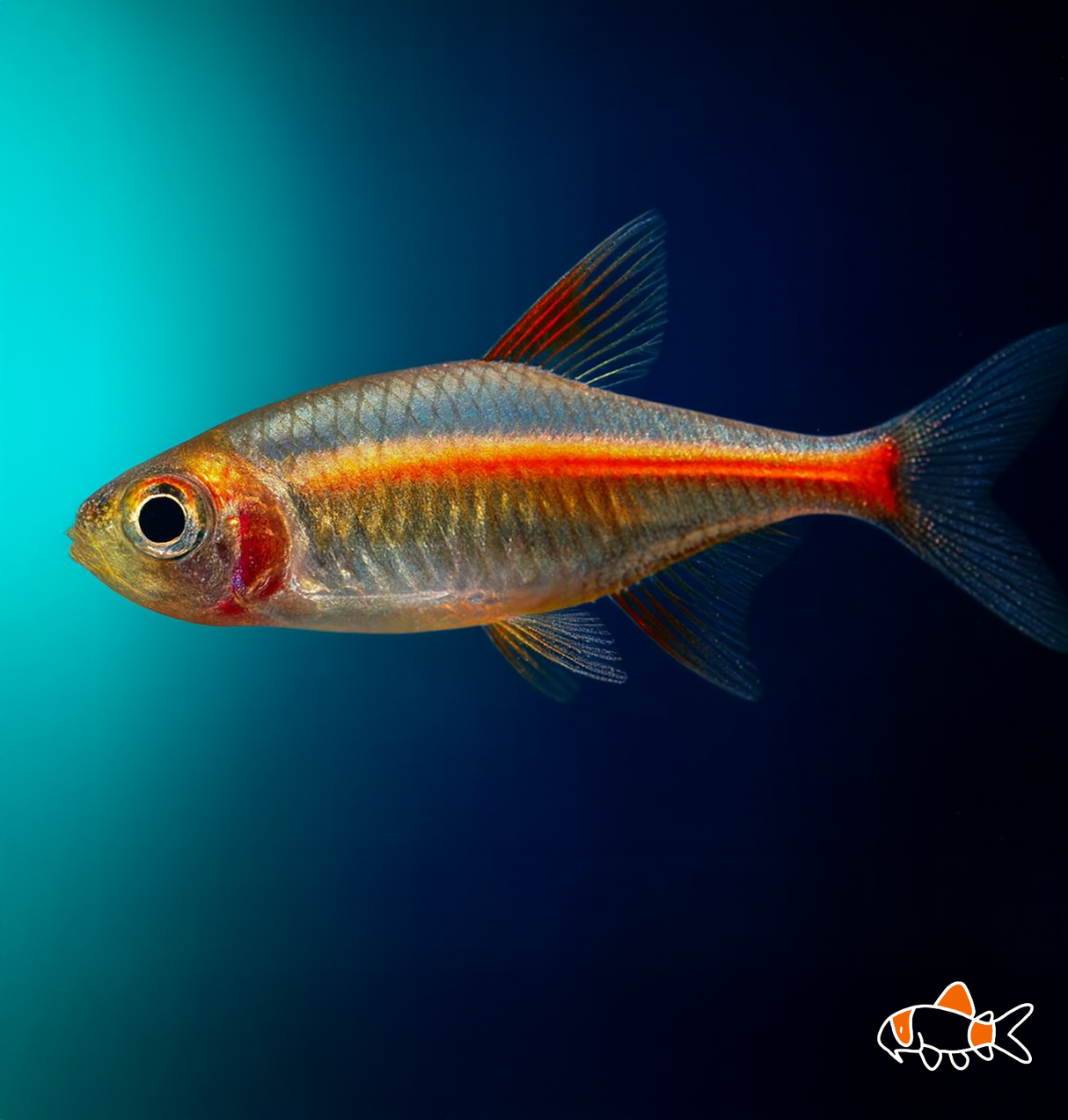 Glowlight Tetra | Imported
