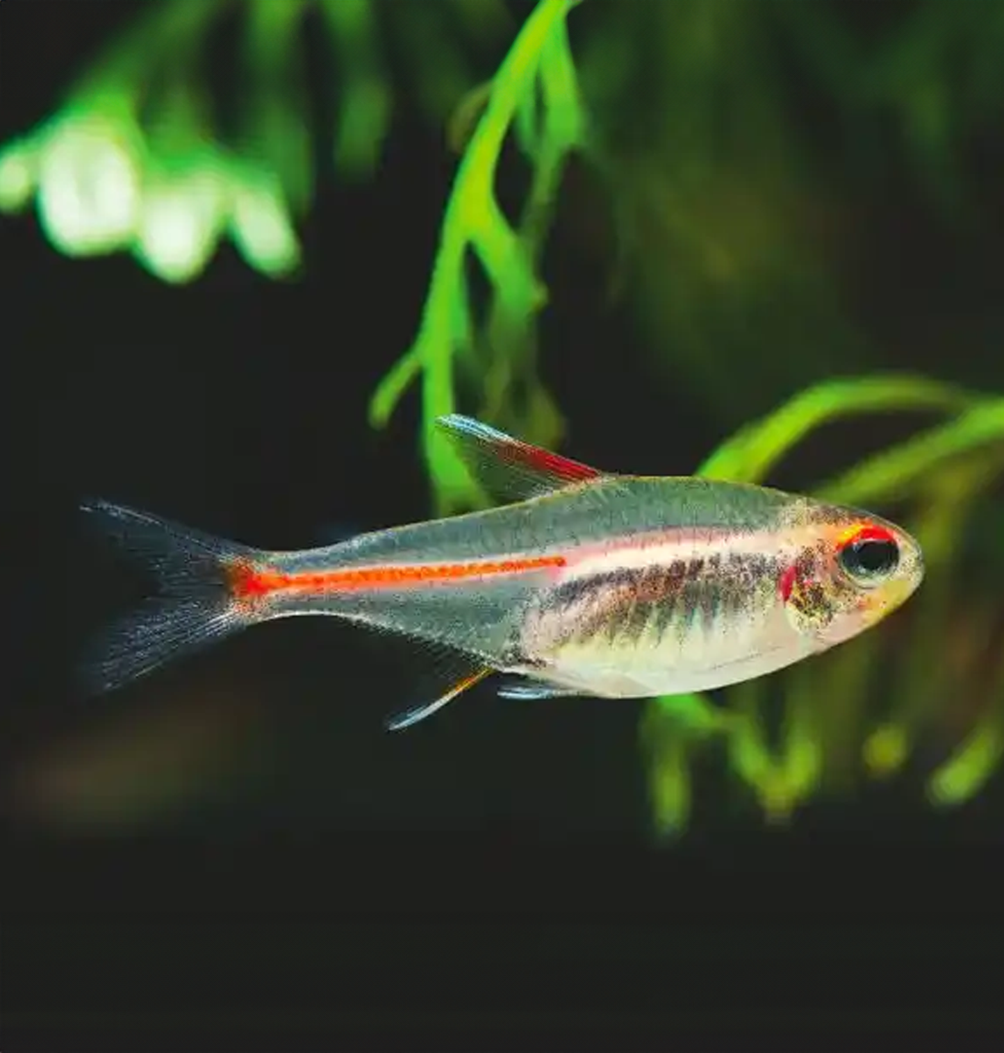 Glowlight Tetra