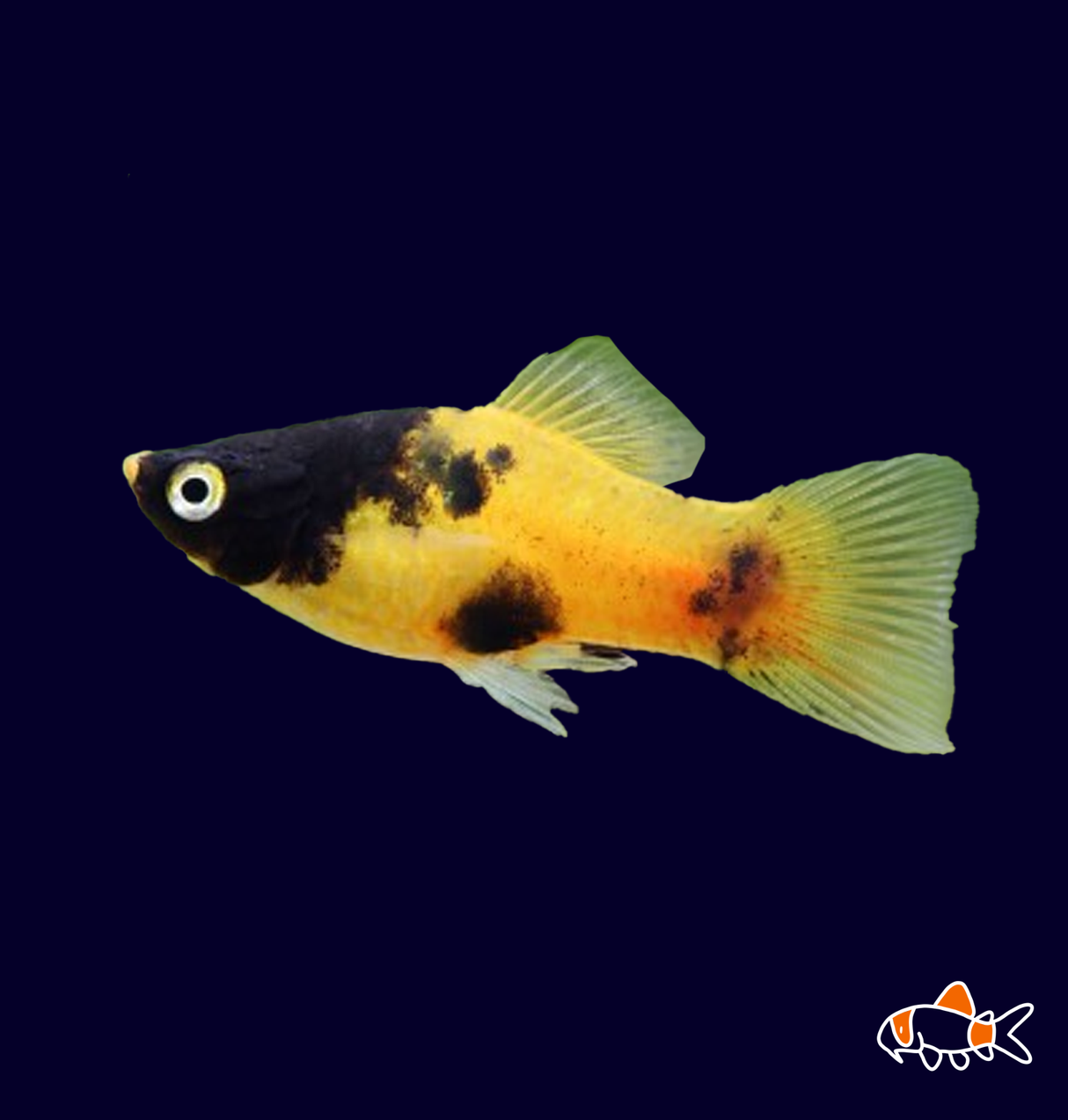 Gold Dusk Platy (Xiphophorus maculatus) | Imported