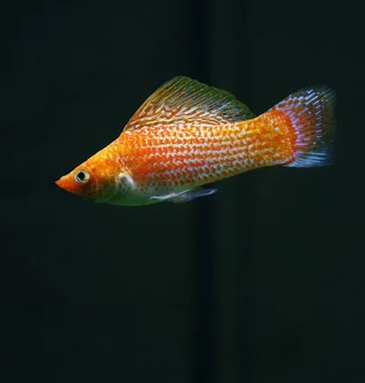 Gold Sailfin Molly