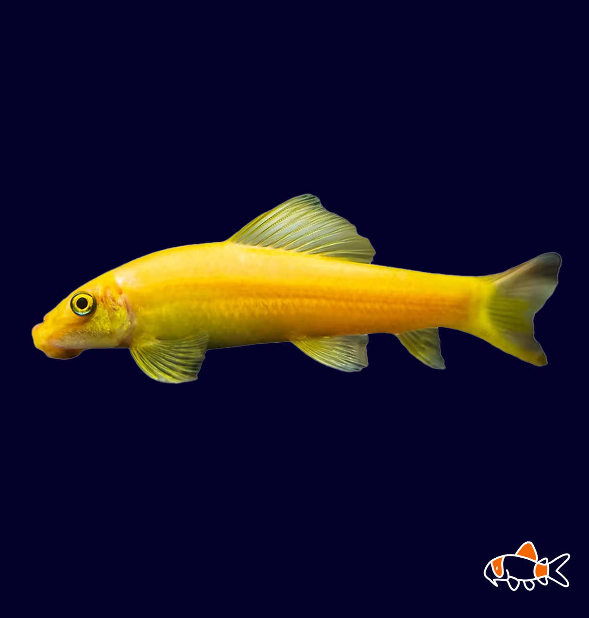 Golden Algae Eater (Gyrinocheilus aymonieri)