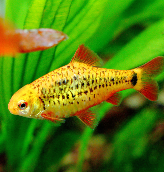 Golden Barb (Barbodes semifasciolatus)