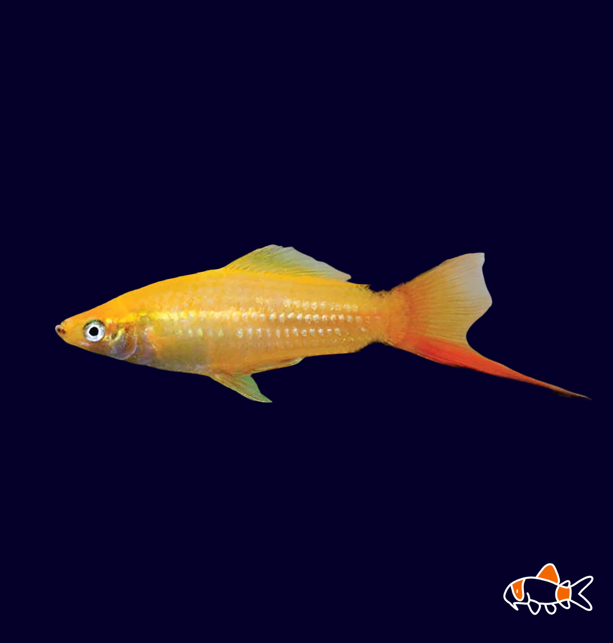 Golden Swordtail (Xiphophorus Helleri) | Imported