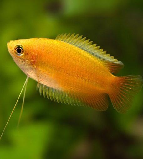 Gold Honey Dwarf Gourami