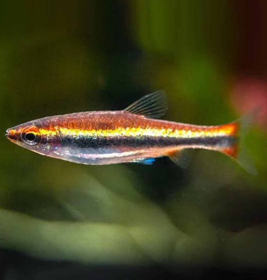 Gold Pencil (Nannostomus beckfordi)