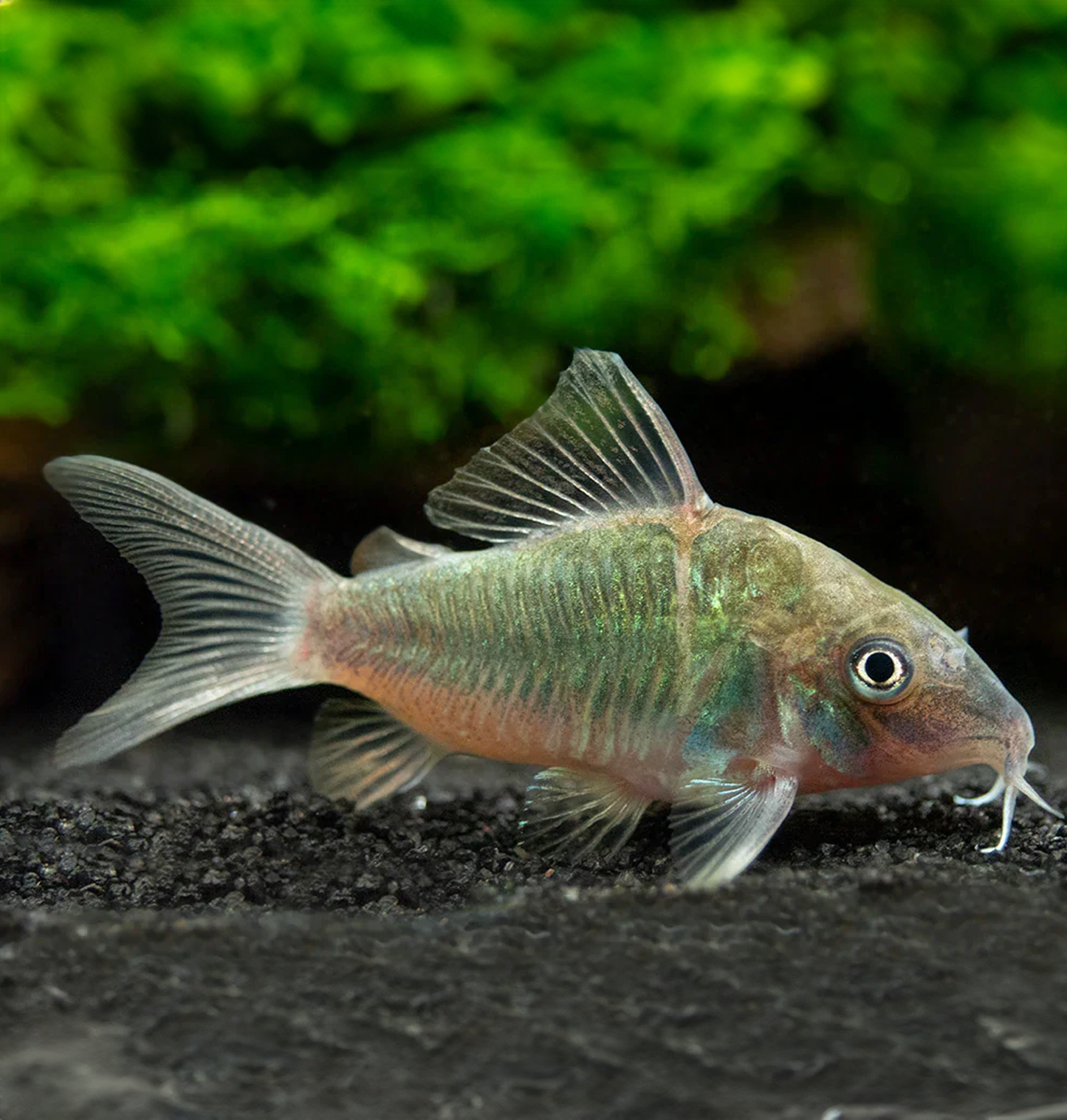 Green Cory (Brochis Splendens)