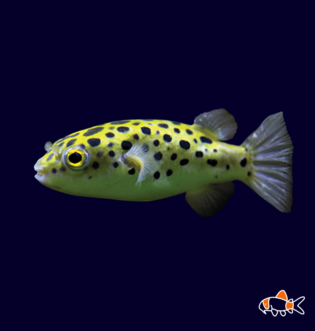 Green Spotted Puffer | Imported