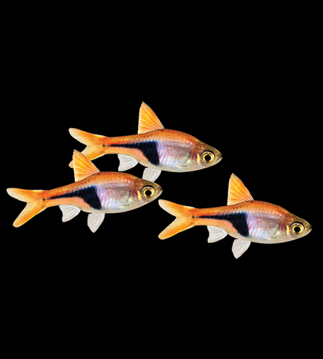 Harelquin Rasbora