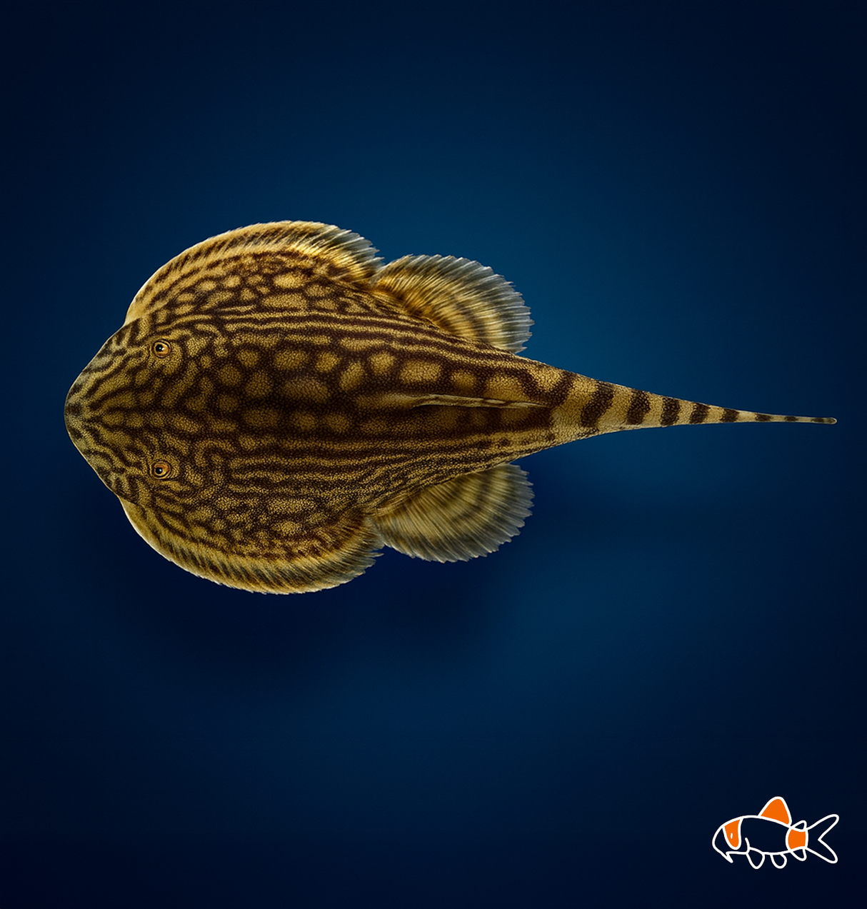 Myers Hillstream Loach | Imported