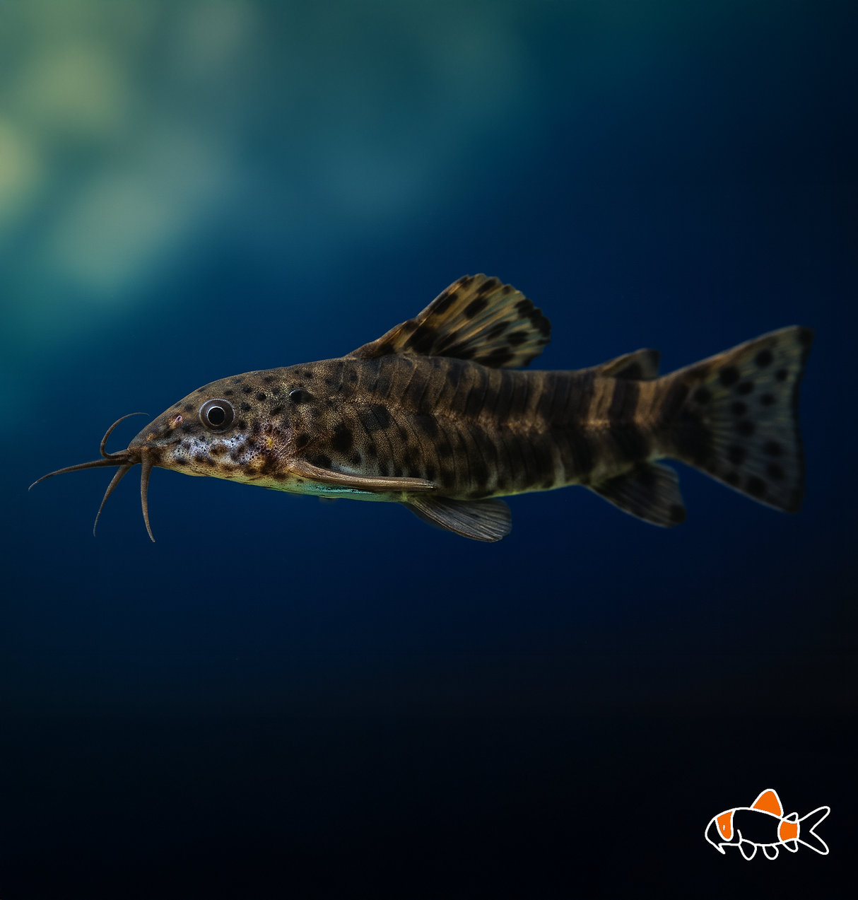 Hoplo Catfish | Imported