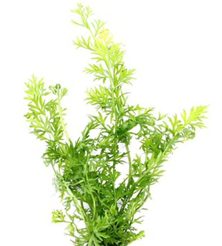 Indian Fern