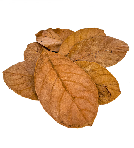 Jackfruit Leaves