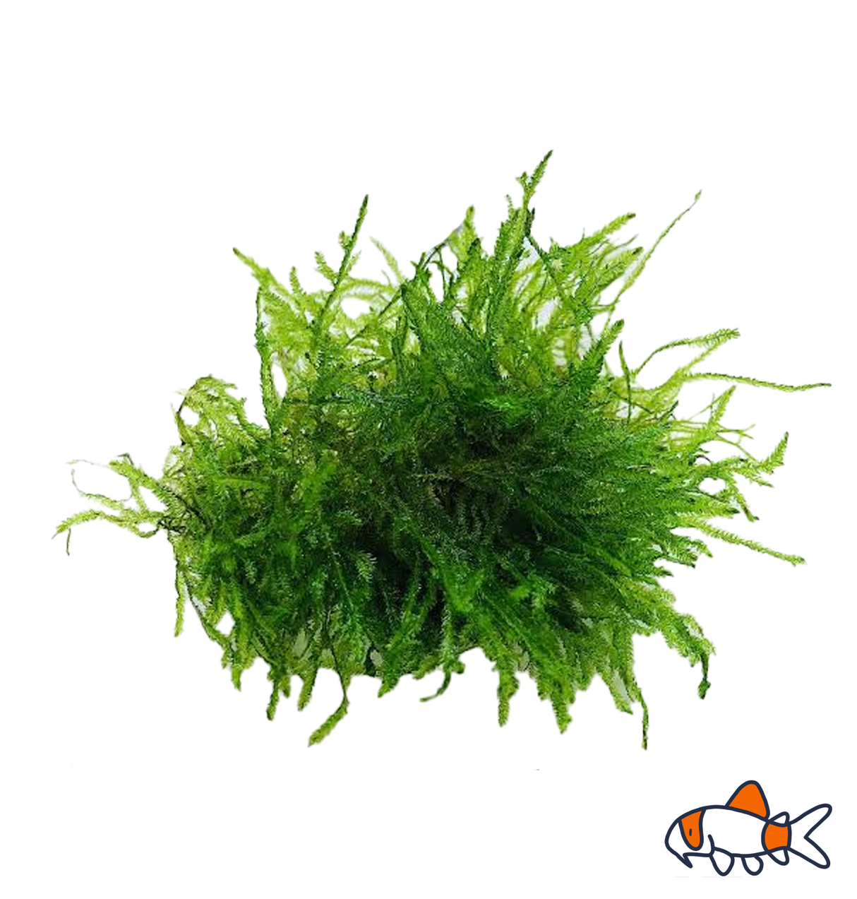 Java Moss