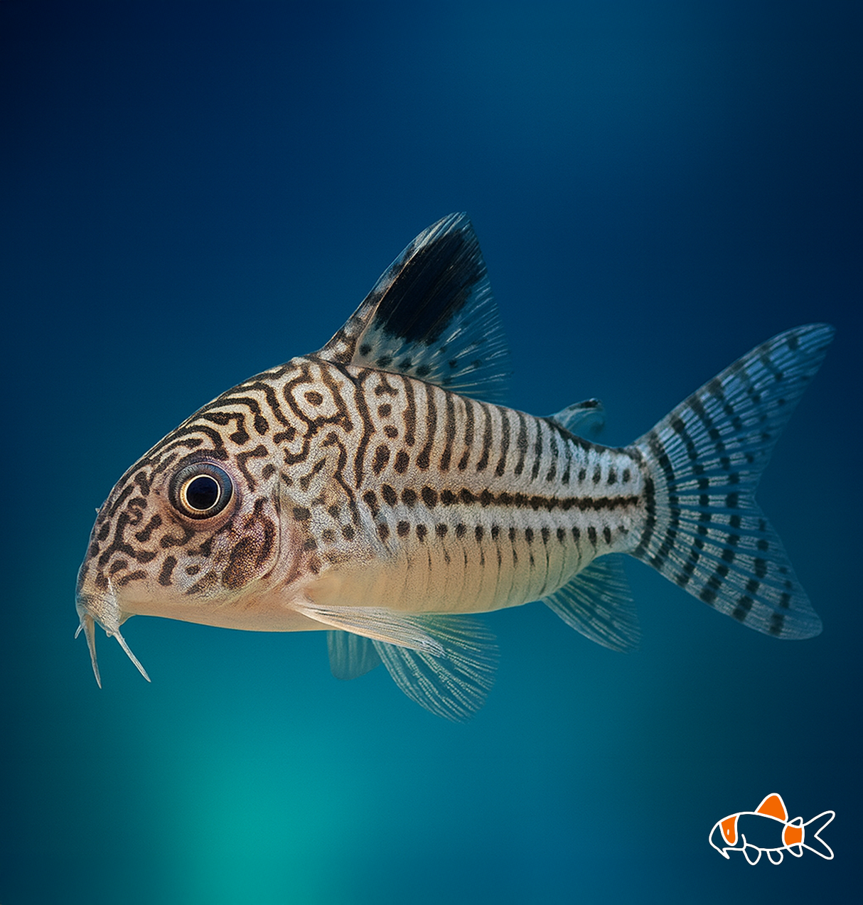 Julii Cory | Imported