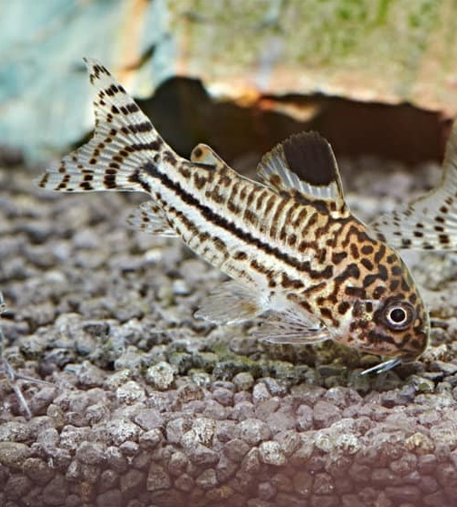 Julii Cory (Corydoras Julii)