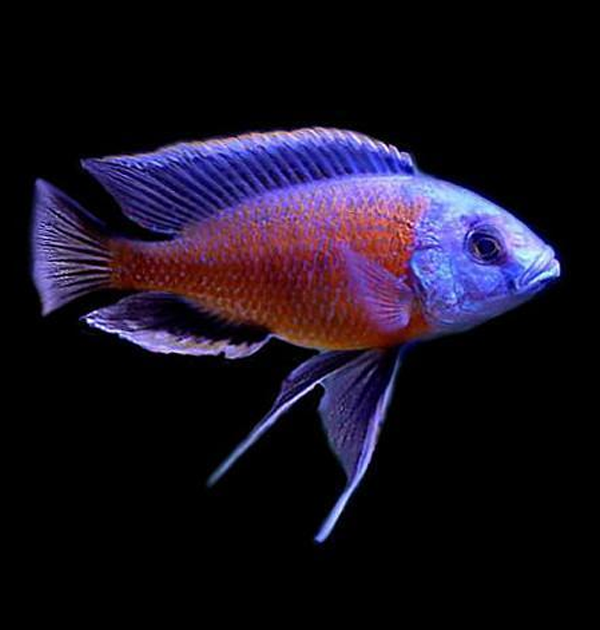 Kadango Hap Cichlid