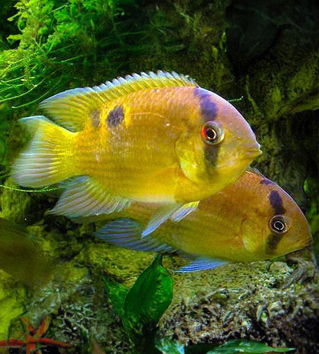 Keyhole Cichlid