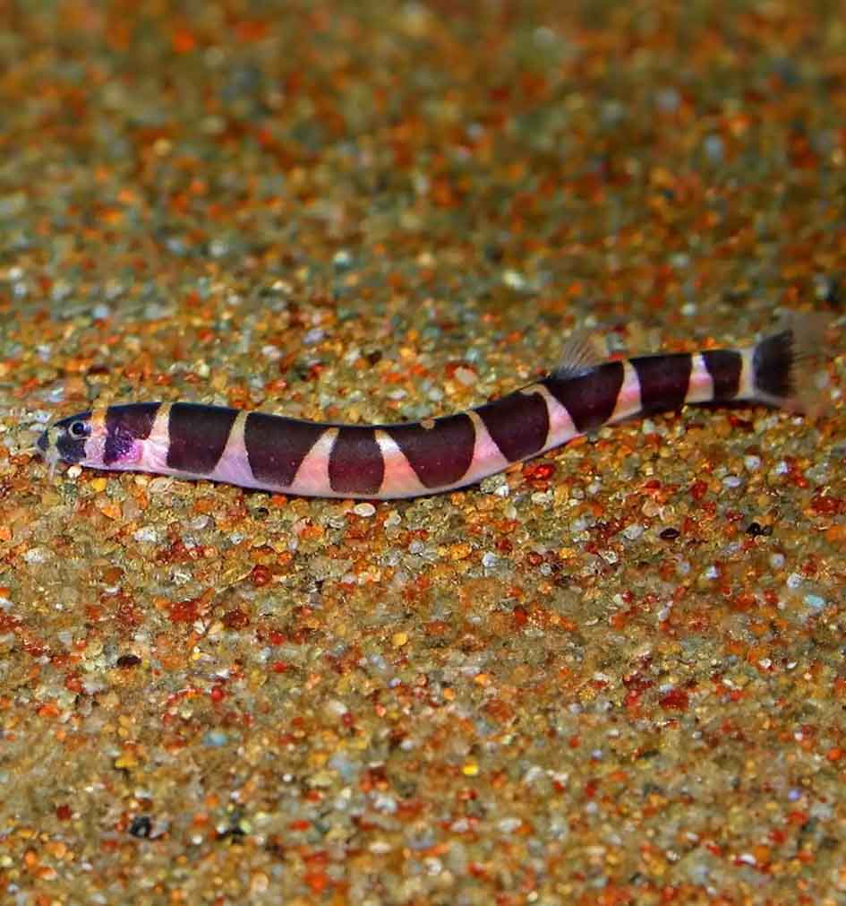 Banded Kuhli Loach (Pangio semicinta)