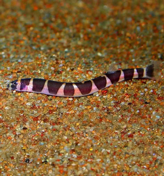 Banded Kuhli Loach