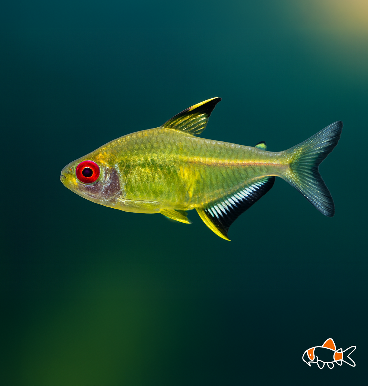 Lemon Tetra | Imported