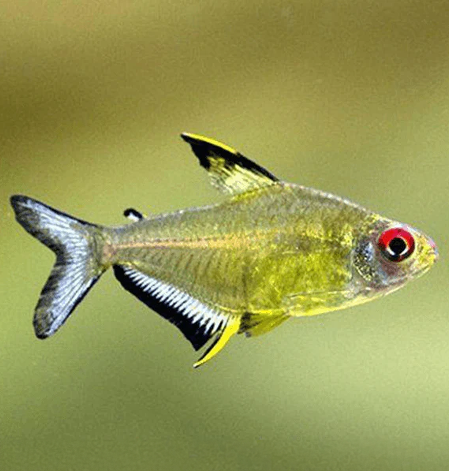 Lemon Tetra