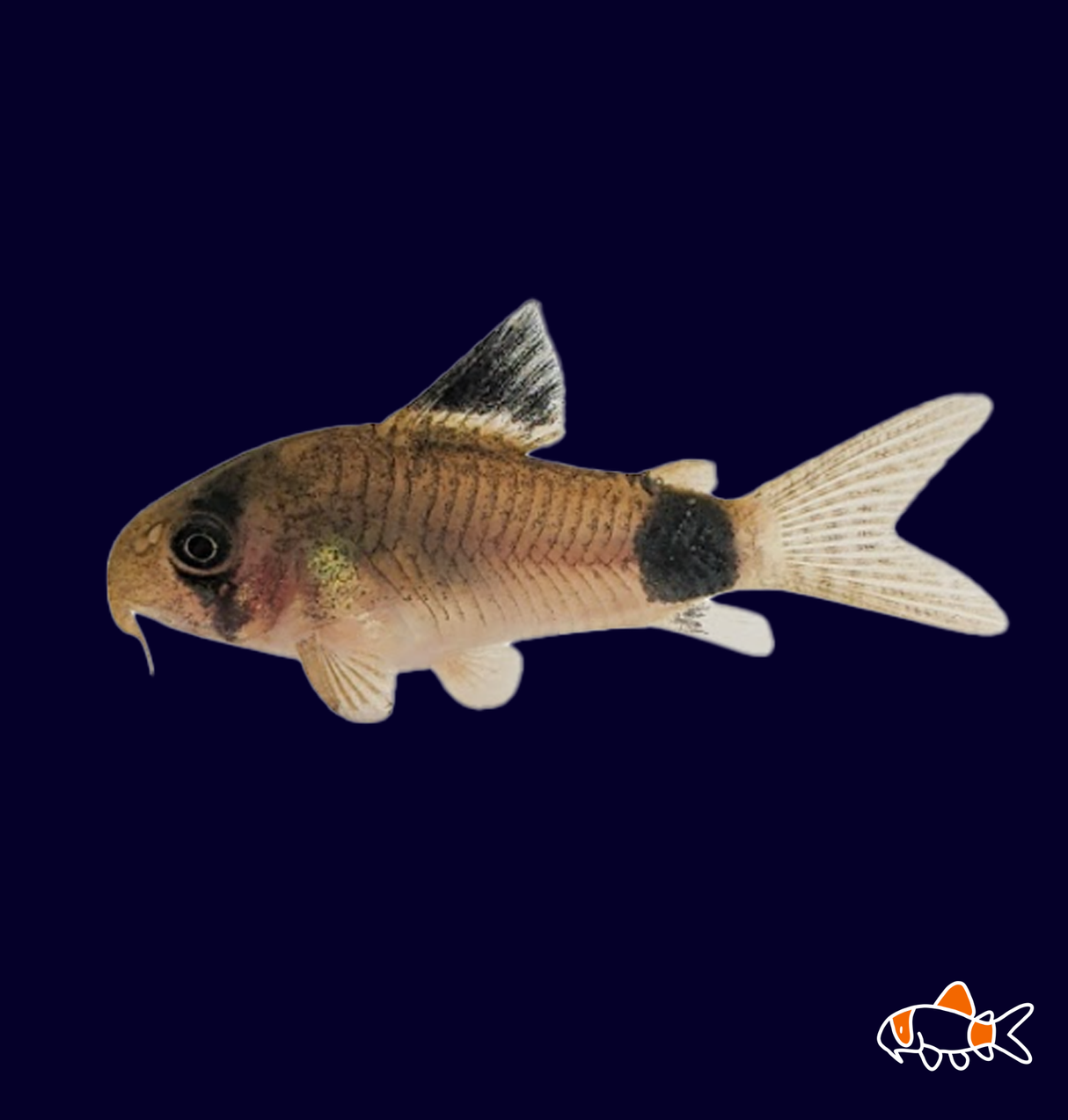 Panda Cory (Corydoras Panda)