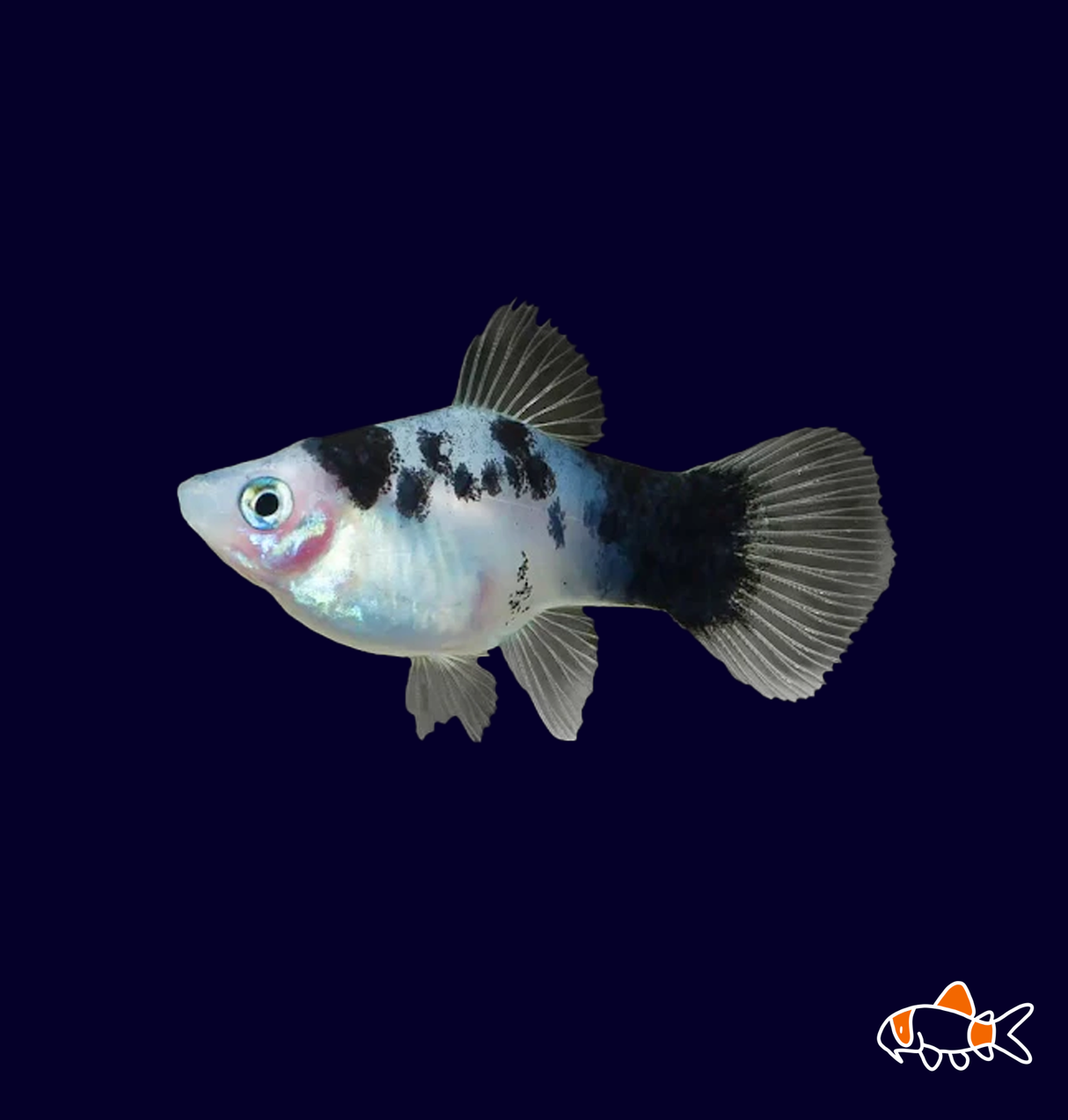 Panda Platy (Xiphophorus maculatus) | Imported