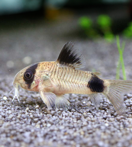 Panda Cory